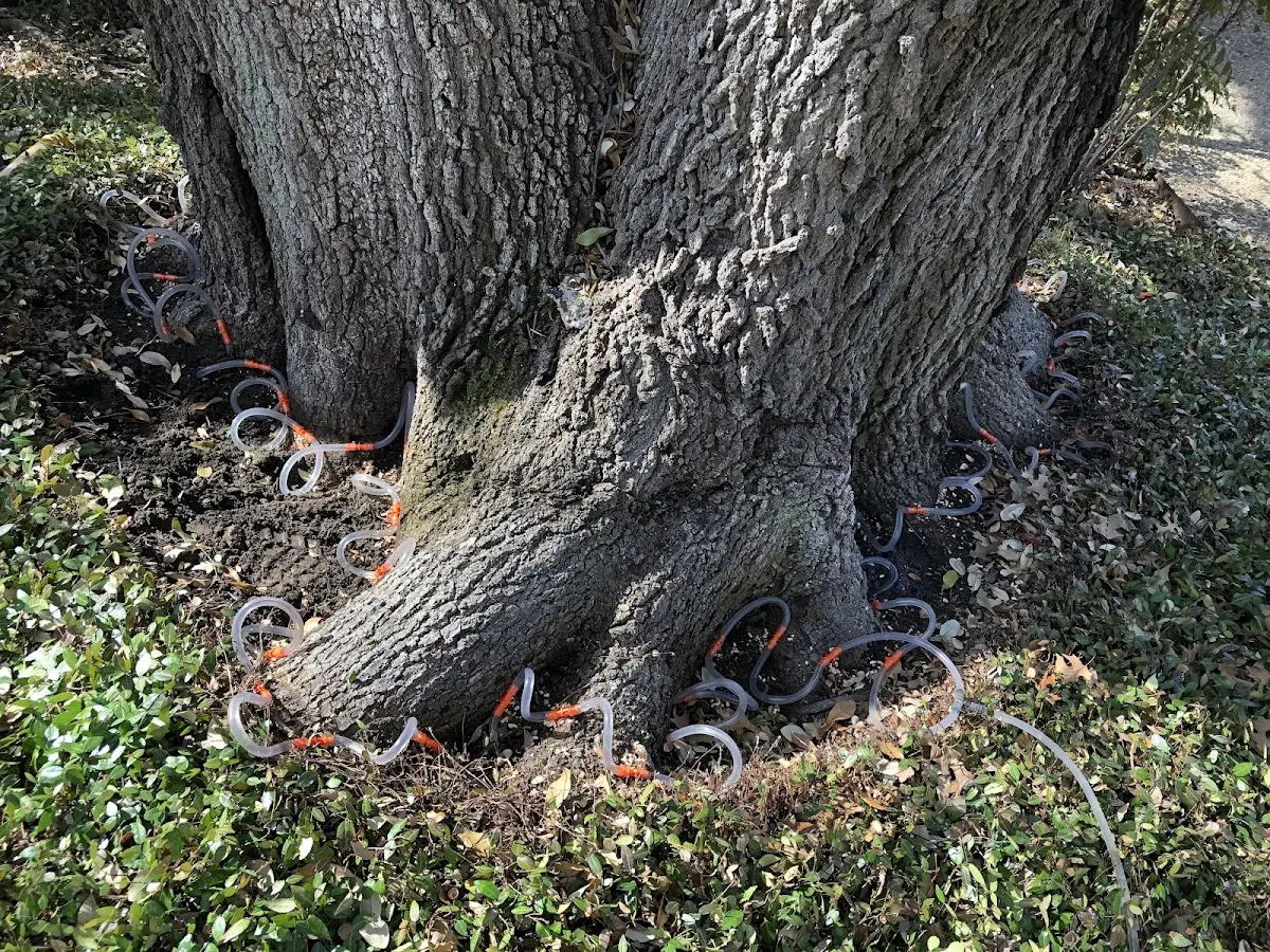 Detailed Tree Cabling and Bracing job site in Markesan