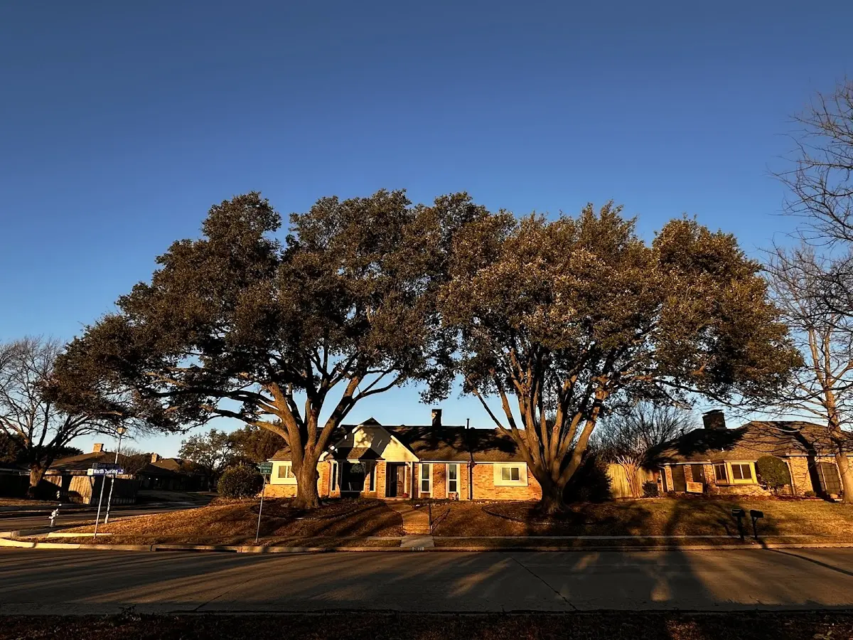 Established residential canopy tree shading a home in Markesan